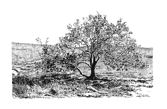 Flint Hills Tree