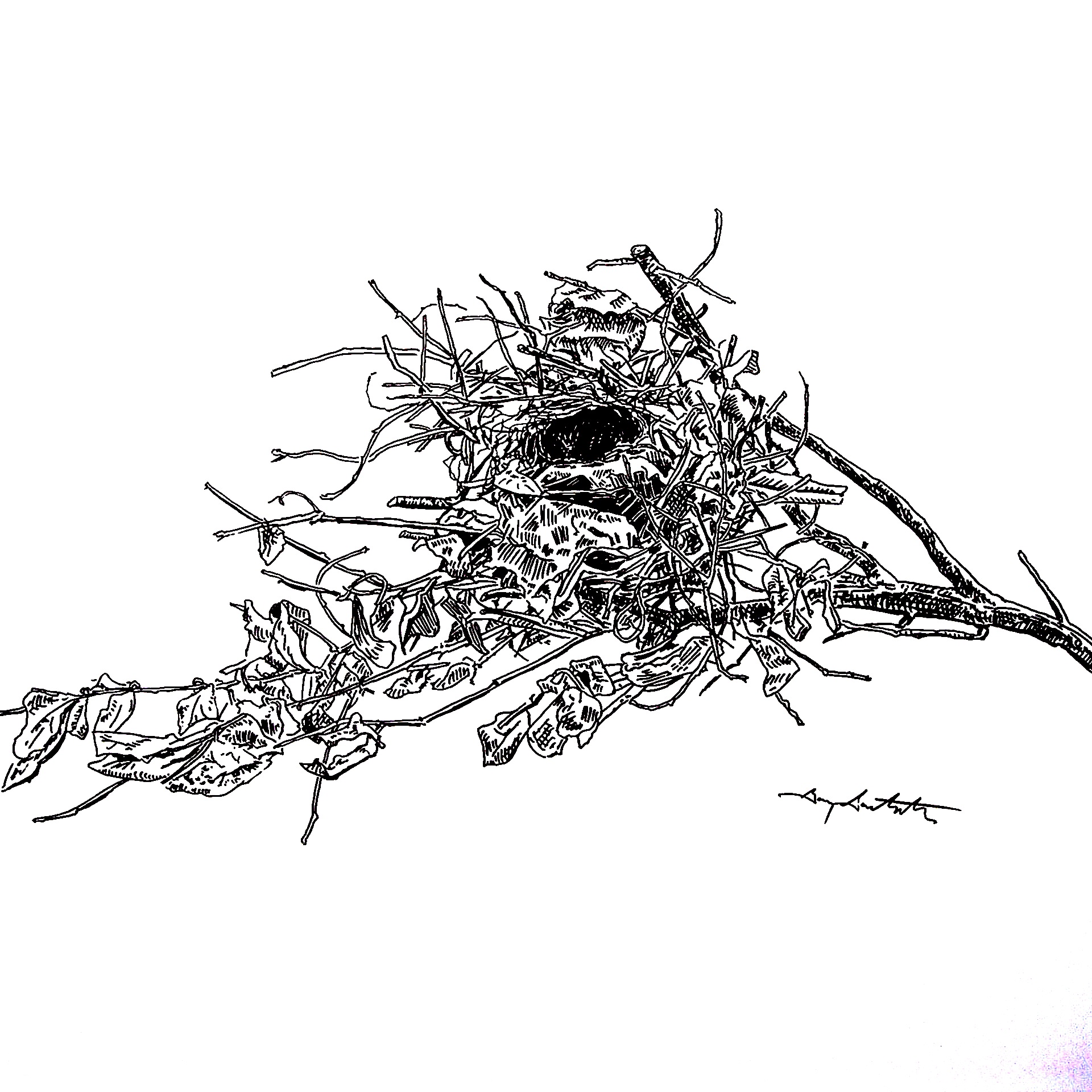Bird’s Nest